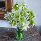 Green Daffodil Collection