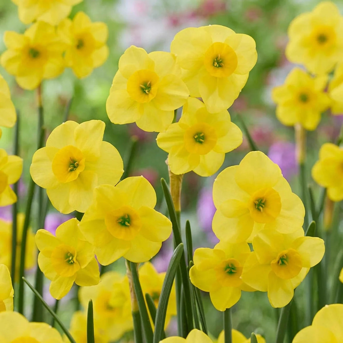 Kokopelli Daffodil
