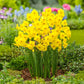 Kokopelli Daffodil