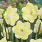 Scrumpy Daffodil