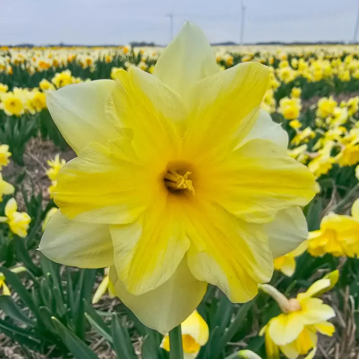 Golden Flutter Daffodil