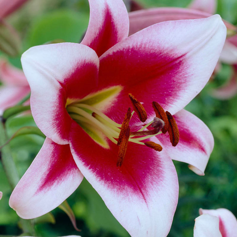 Summer Stunner Lily Tree Collection Lily Blooms Species Growing Bonsai Bulbs Roots Rhizomes Corms Tubers Potted Planting Reblooming Fragrant Garden Flower Seeds Plant