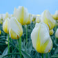 Lemon Chiffon Tulip