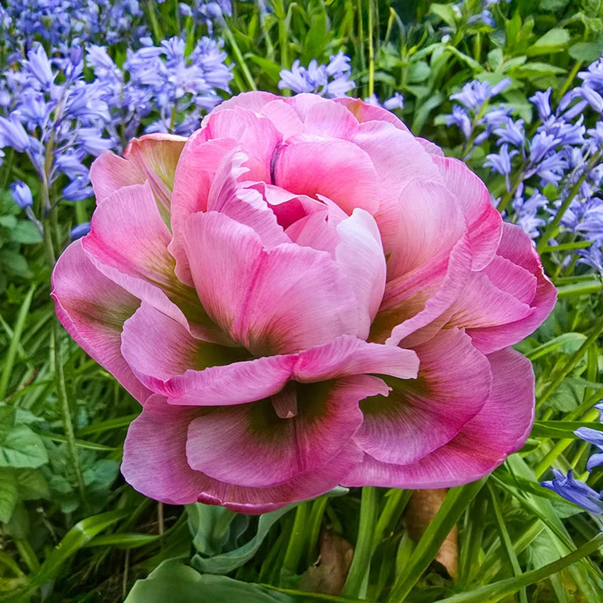 Emerald Blush Tulip