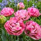 Emerald Blush Tulip