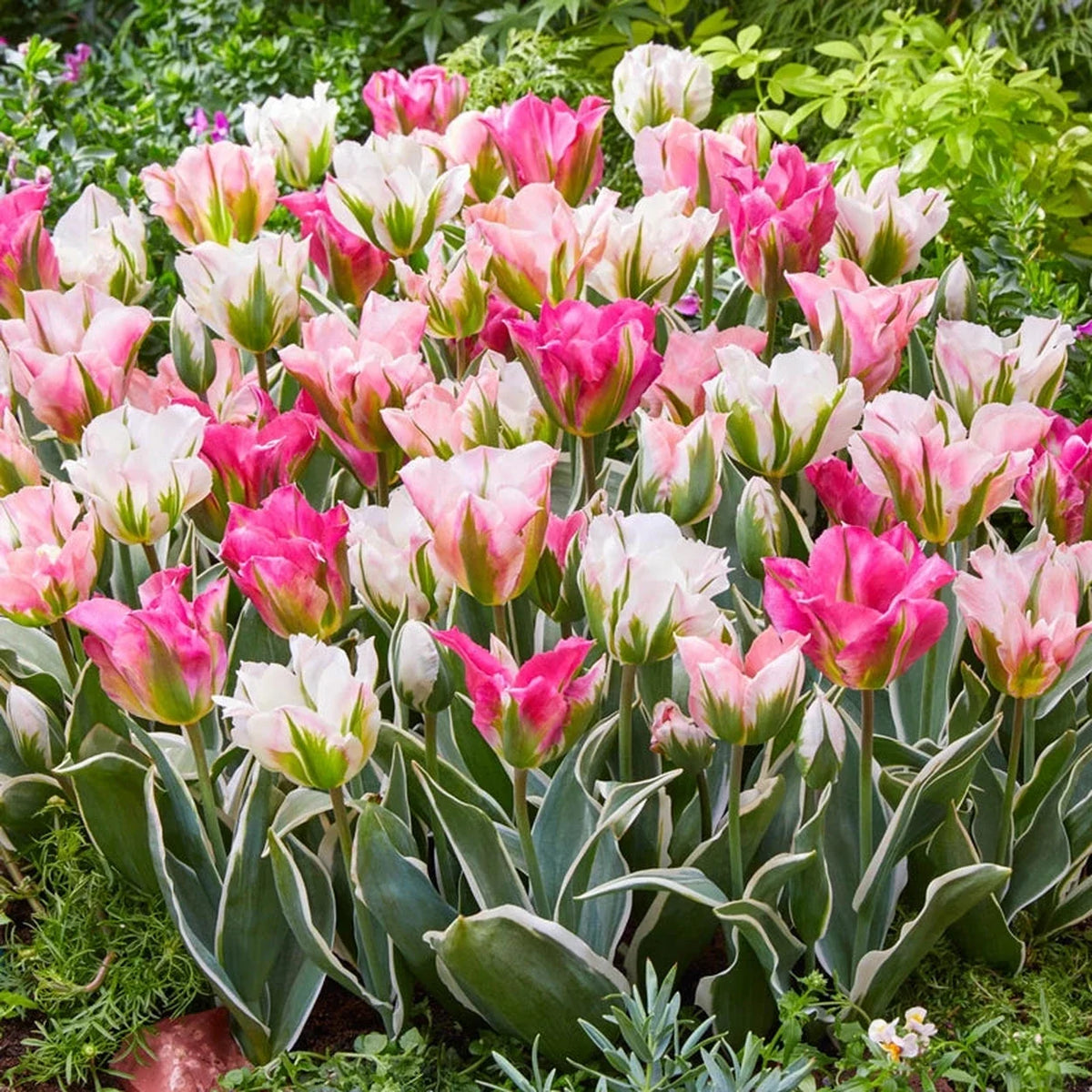 Blushing Flames Tulip Mixture