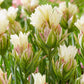Mystery Valley Tulip