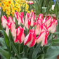 Nemo Tulip