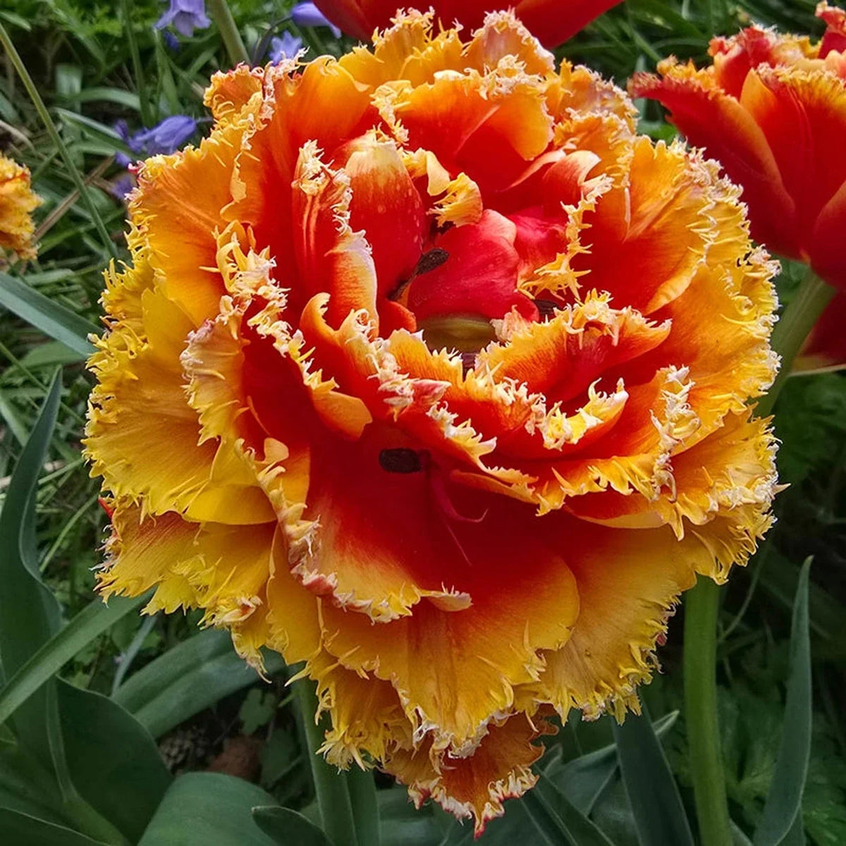Firecracker Frills Tulip