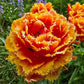 Firecracker Frills Tulip
