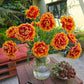 Firecracker Frills Tulip