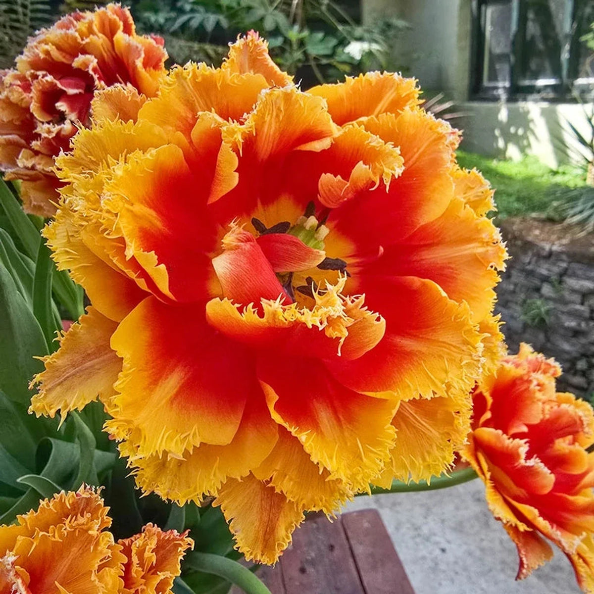 Firecracker Frills Tulip