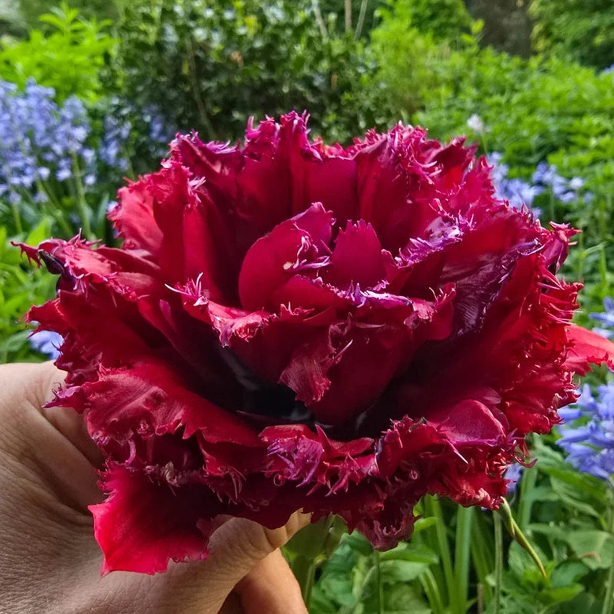 Black Currant Tulip