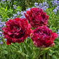 Black Currant Tulip