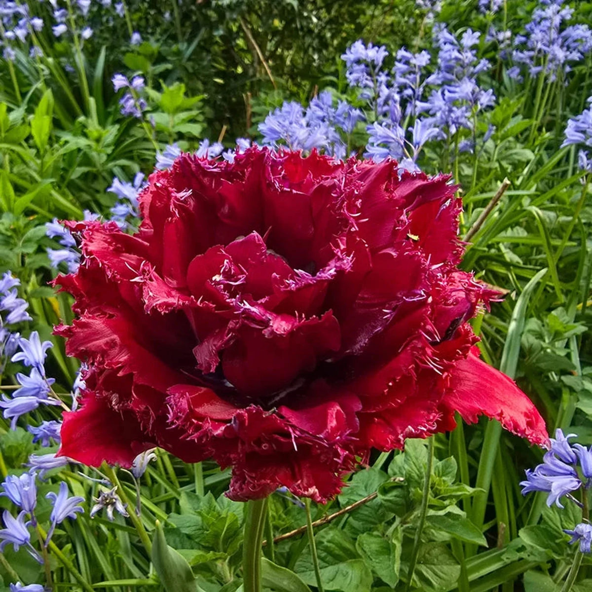 Black Currant Tulip