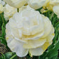 Wedding Dream Tulip