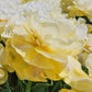 Wedding Dream Tulip