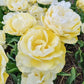 Wedding Dream Tulip