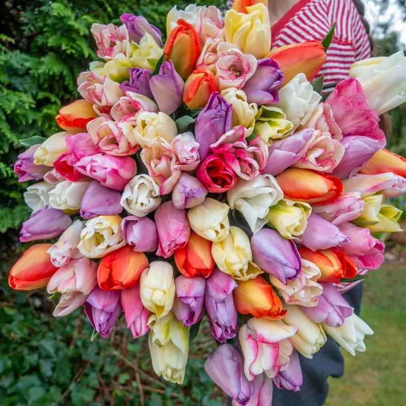 Pastel Breeze Tulip Mixture