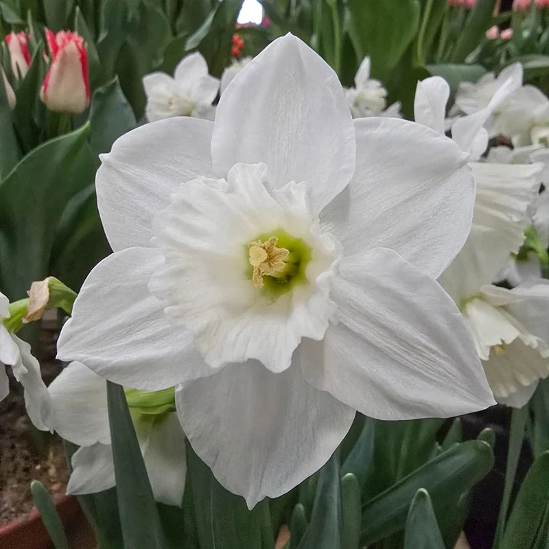 Arctic Power Daffodil