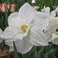 Arctic Power Daffodil