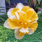 Growers Beauty Daffodil