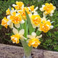 Growers Beauty Daffodil