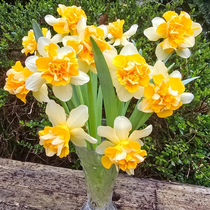 Growers Beauty Daffodil