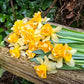 Growers Beauty Daffodil