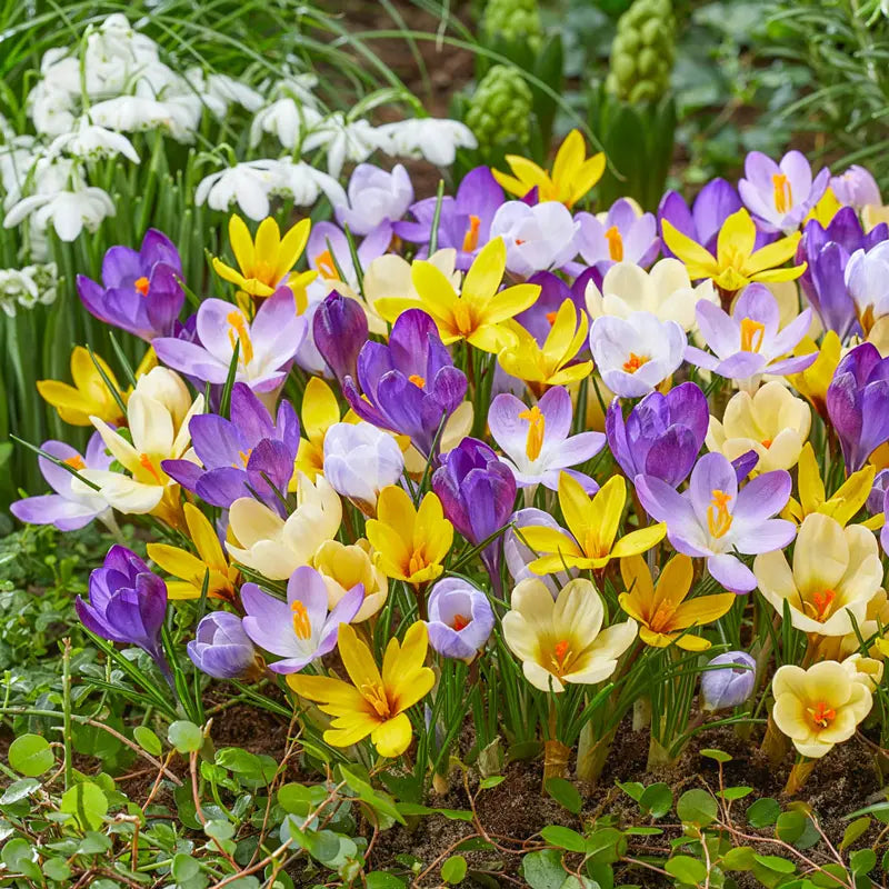 Species Snow Crocus Mixture
