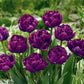Royal Acres Tulip