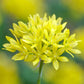 Sunny Twinkles Allium