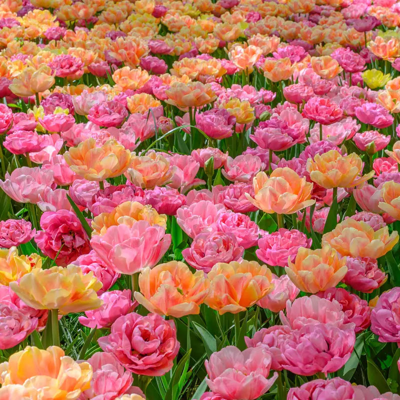 Foxtrot Fiesta Tulip Mixture