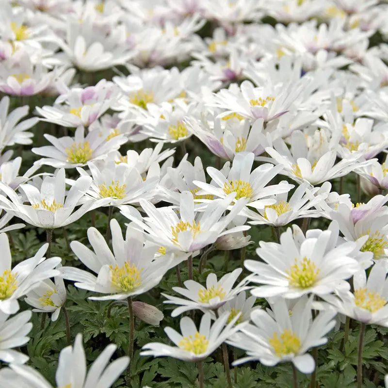 White Splendour Grecian Windflowers