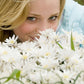 White Splendour Grecian Windflowers