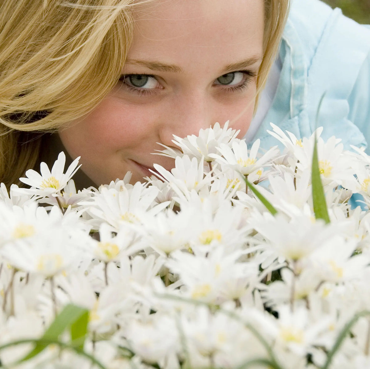 White Splendour Grecian Windflowers