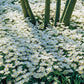 White Splendour Grecian Windflowers