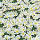 White Splendour Grecian Windflowers