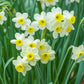 Minnow Daffodil