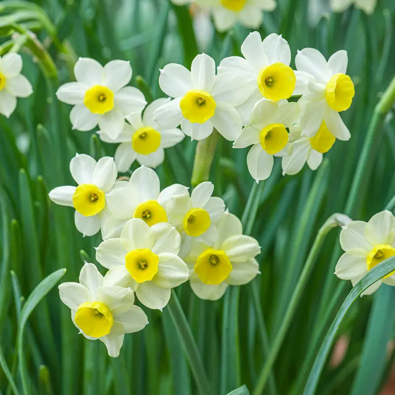 Minnow Daffodil