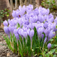 Hummingbird Snow Crocus