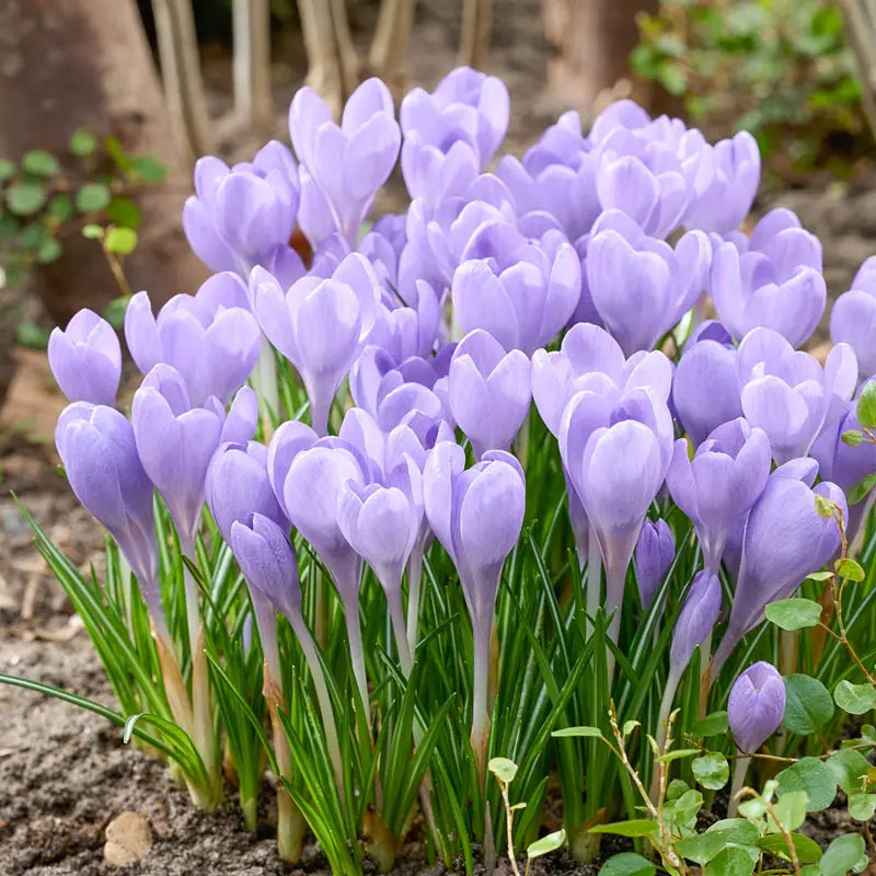 Hummingbird Snow Crocus