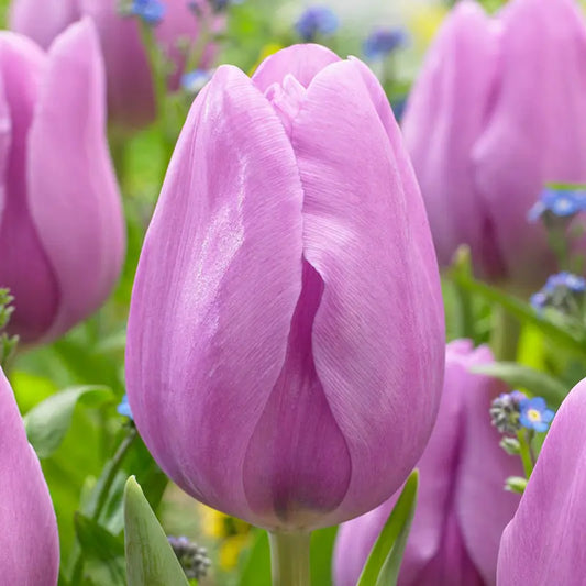 Alibi Tulip