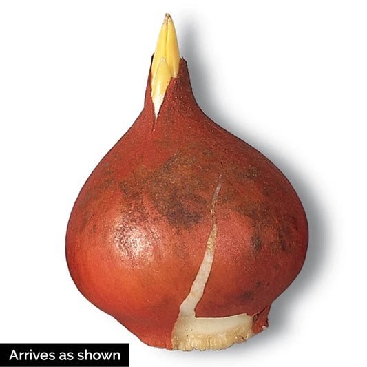 Alibi Tulip