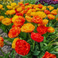 Sun Lover Tulip
