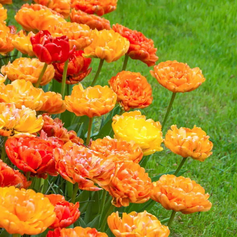 Sun Lover Tulip