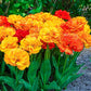 Sun Lover Tulip