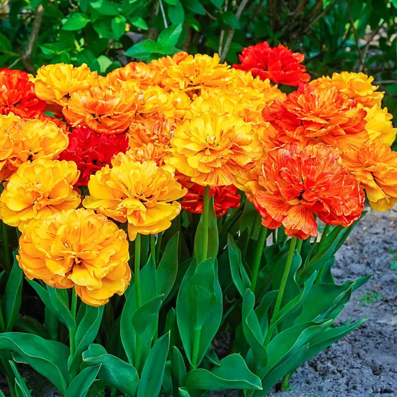 Sun Lover Tulip