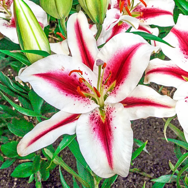 Hachi Lily