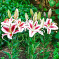 Hachi Lily